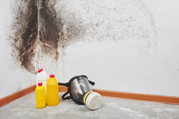 Best Black Mold Remediation in Wytheville, VA