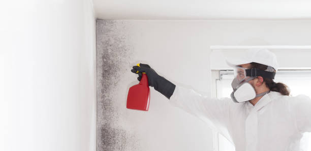 Best Emergency Mold Remediation in Wytheville, VA