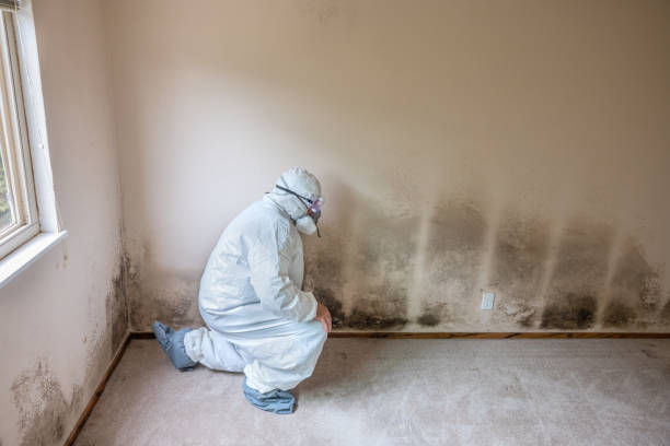 Best Mold Remediation for Specific Building Types in Wytheville, VA