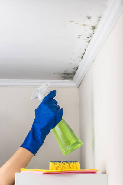 Best Post-Flood Mold Remediation in Wytheville, VA