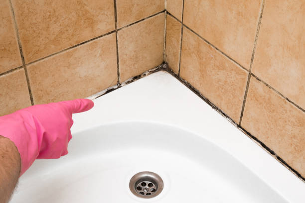 Best Residential Mold Remediation in Wytheville, VA